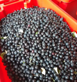 Prodaja soka iz aronije goriska