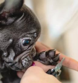 Dober pasji salon savinjska