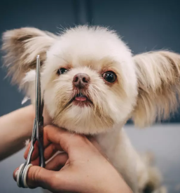 Dober pasji salon savinjska