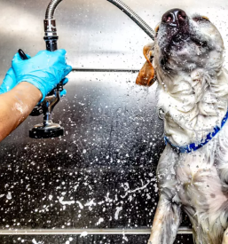 Dober pasji salon savinjska