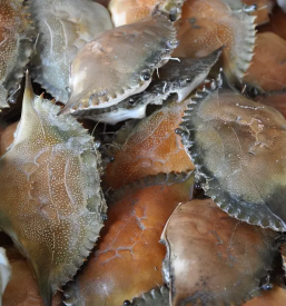 Prodaja in dostava hrane za gostilne primorska