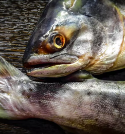 Prodaja in dostava hrane za gostilne primorska