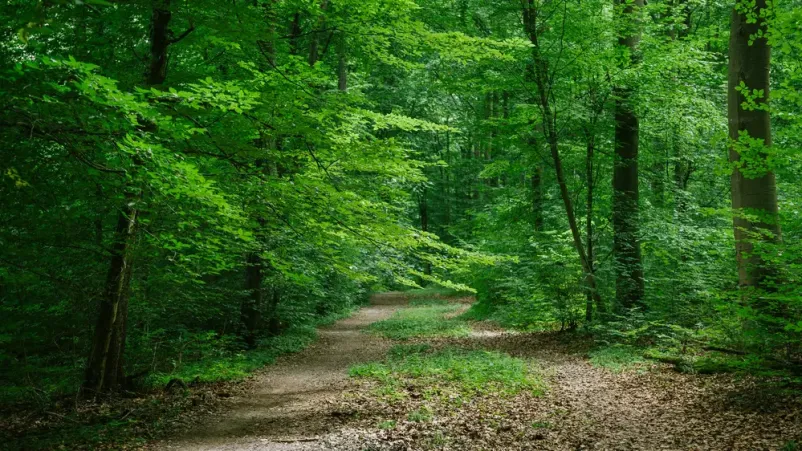 Kvalitetno vodenje po gozdni učni poti Veržej
