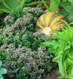 Prodaja bio izdelkov slovenija