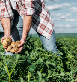 Prodaja bio izdelkov slovenija