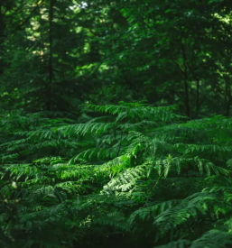 Spoznavanje mrtvic reke mure in zivljenje ob reki muri