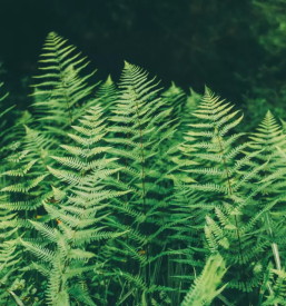 Spoznavanje mrtvic reke mure in zivljenje ob reki muri