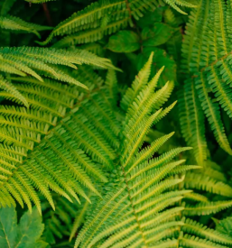 Spoznavanje mrtvic reke mure in zivljenje ob reki muri