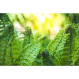 Društvo učna gozdna pot - Mrtvice reke Mure Veržej