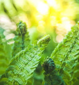 Spoznavanje mrtvic reke mure in zivljenje ob reki muri