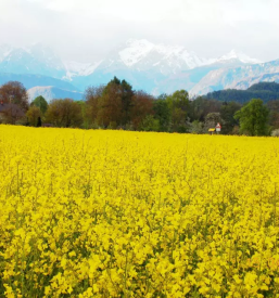 Kvalitetno hladno stiskano olje oljne ogrcice radomlje