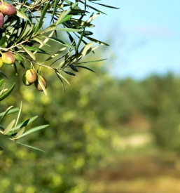 Domače olivno olje Izola