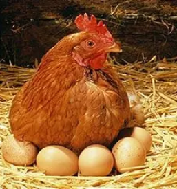 Kvalitetne kmetijske trgovine savinjska