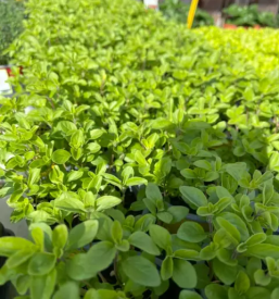 Vrtnarija slovenj gradec