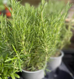 Vrtnarija slovenj gradec