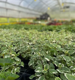 Vrtnarija slovenj gradec