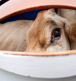 Odkup in prodaja goveda dolenjska