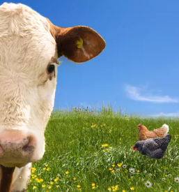 Odkup in prodaja goveda dolenjska