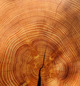 Posek lesa Gorenjska, Slovenija