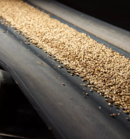 Sušenje kvalitetnih žit