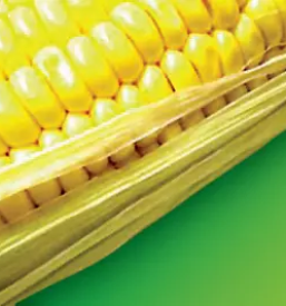 Veleprodaja in oskrba kmetijskega repromateriala ptuj