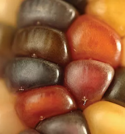 Veleprodaja in oskrba kmetijskega repromateriala ptuj