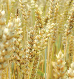 Veleprodaja in oskrba kmetijskega repromateriala ptuj