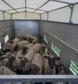 Prevoz živali Gorenjska