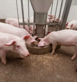 Domače meso Maribor in okolica