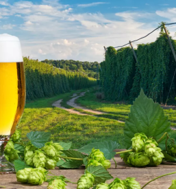 Hmeljarstvo petrovce savinjska