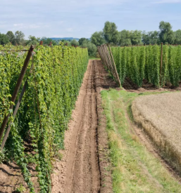 Hmeljarstvo petrovce savinjska