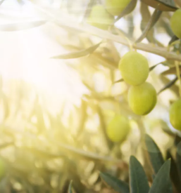 Oljcno olje koper obala