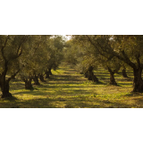 Vinska klet Franca Igor