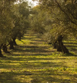Oljcno olje koper obala
