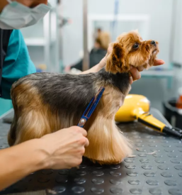 Pasji salon snofka strizenje in nega psov zgornja besnica