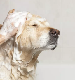 Pasji salon snofka strizenje in nega psov zgornja besnica