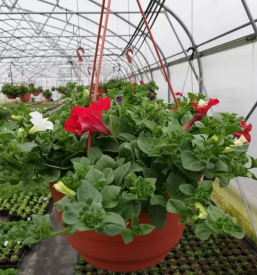 Porocno cvetje murska sobota