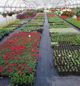 Porocno cvetje murska sobota