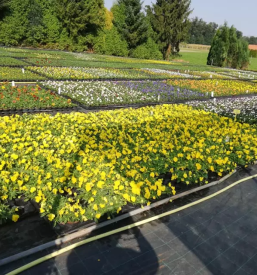 Porocno cvetje murska sobota