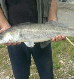Prodaja ribolovnih dovolilnic Pomurje