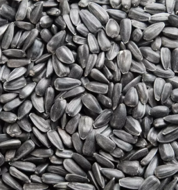 Prodaja soncnic petrovce savinjska