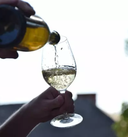 Vinogradniska kmetija in degustacije vina koper obala