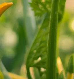 Delavnice z zelisci na dolenjskem