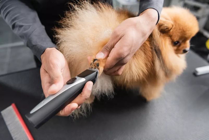 Obiščite dober pasji salon Topolšica