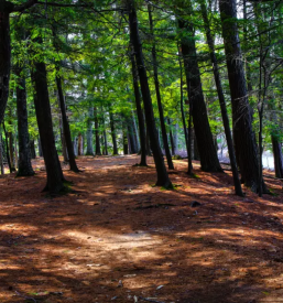 Počitniška koča v naravi Slovenija