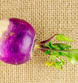 Predelava in prodaja kisle repe prebold