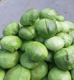 Predelava in prodaja kislega zelja prebold