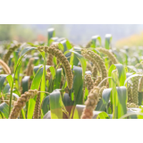 Darko Kavaš - nosilec dopolnilne dejavnosti na kmetiji