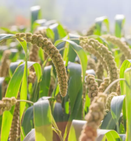 Prosena ajdova kasa odranci murska sobota