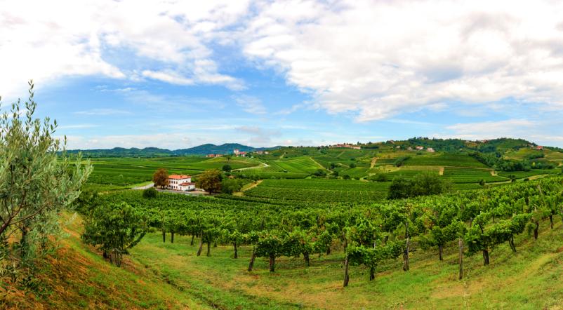 Prodaja opreme za vinogradništvo Slovenija